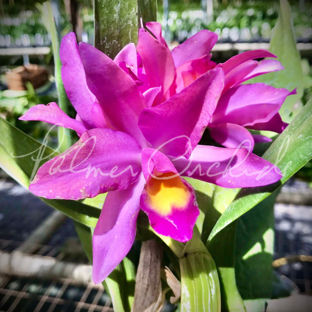 Ctt. Memoria Cynthia Taylor — Palmer Orchids
